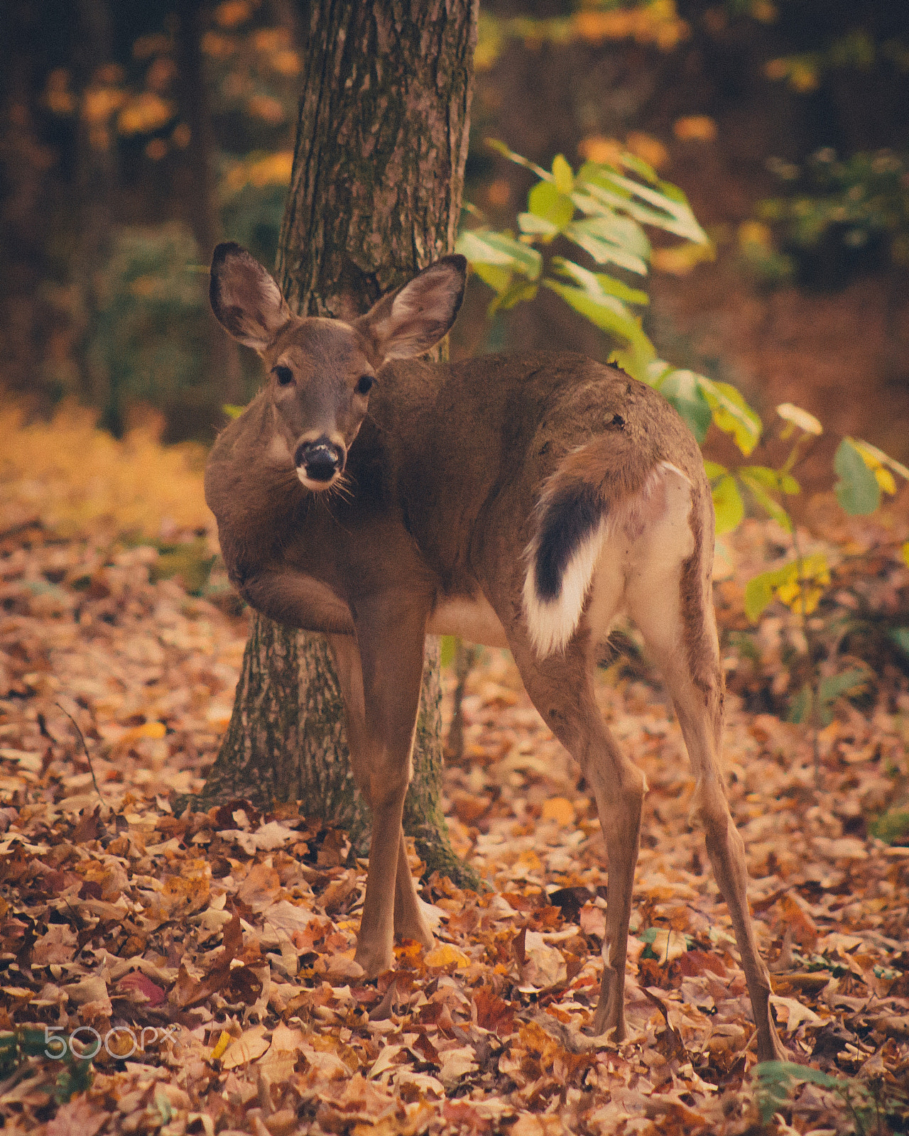 Canon EF 75-300mm f/4-5.6 USM sample photo. Deer at fall creek falls photography