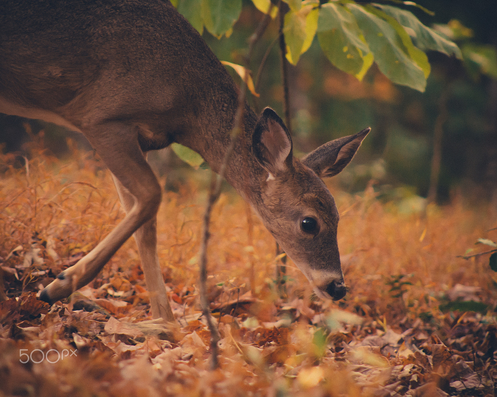 Canon EF 75-300mm f/4-5.6 USM sample photo. Deer at fall creek falls photography