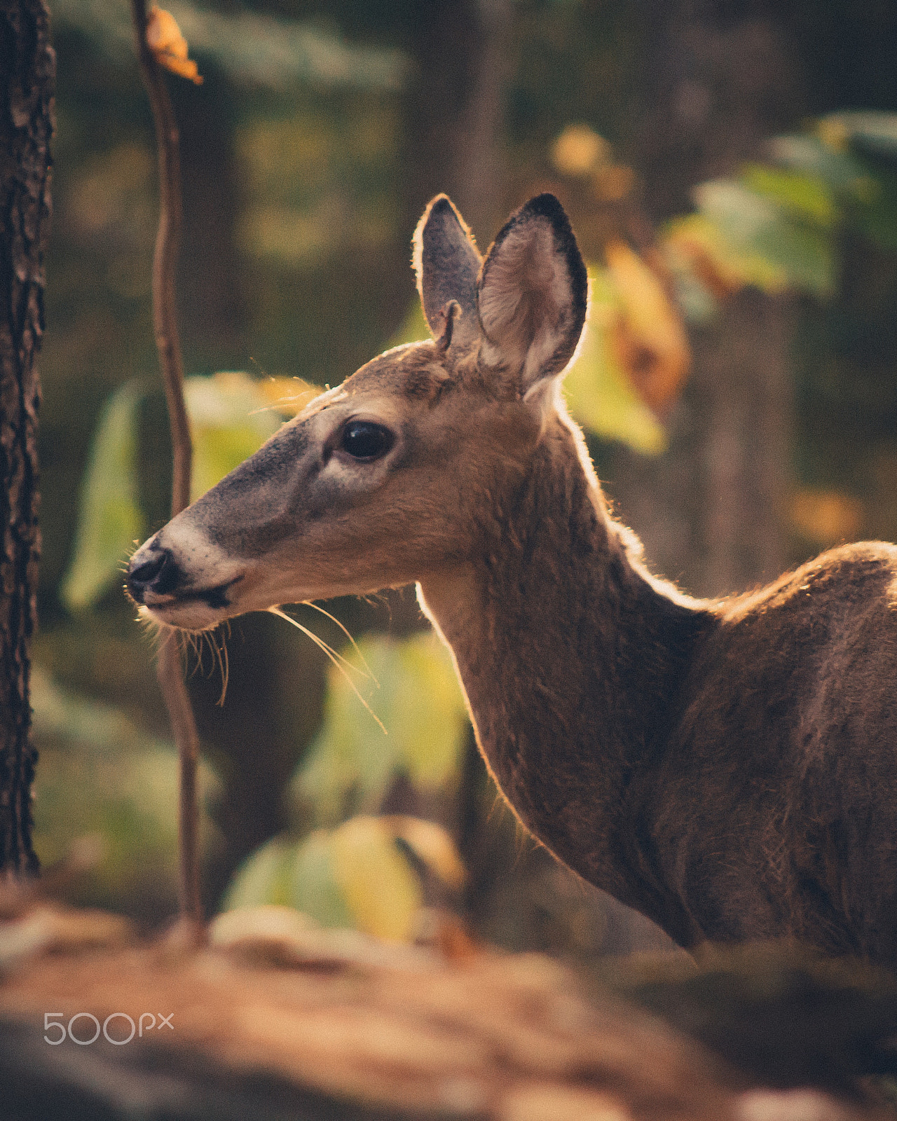 Canon EF 75-300mm f/4-5.6 USM sample photo. Deer at fall creek falls photography