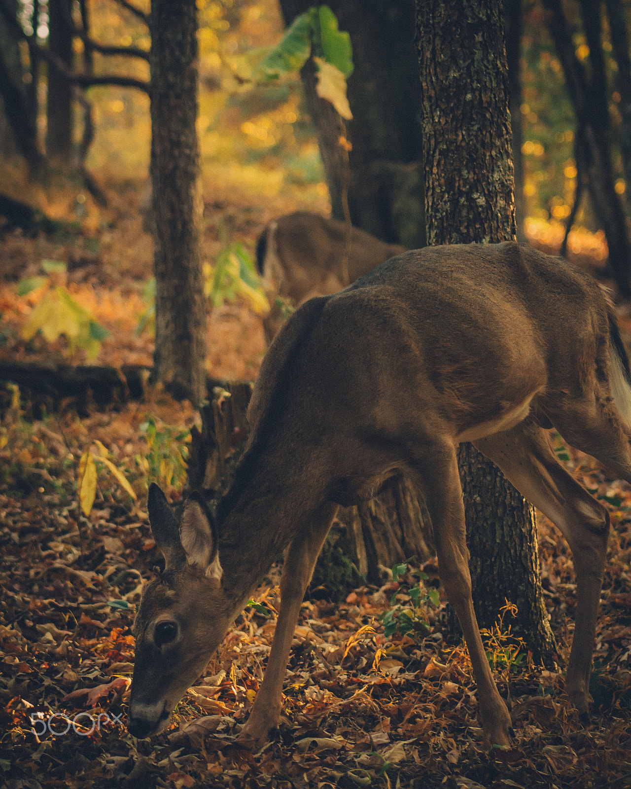 Canon EF 75-300mm f/4-5.6 USM sample photo. Deer at fall creek falls photography
