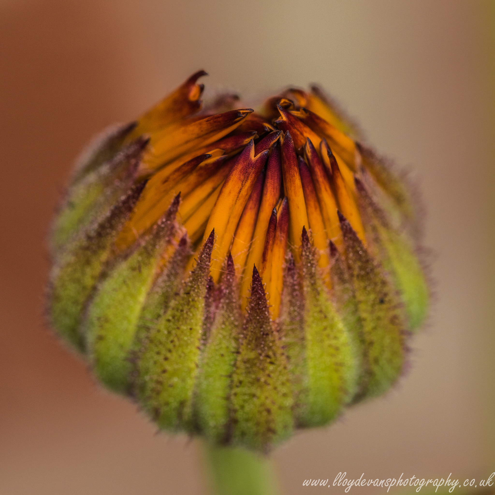 Sigma 105mm F2.8 EX DG OS HSM sample photo. Bud photography