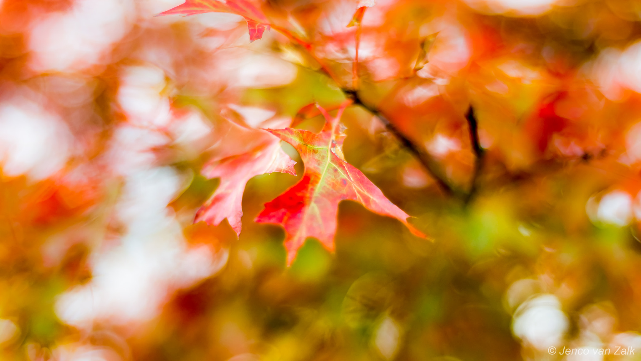 Nikon D800E + AF Nikkor 50mm f/1.8 sample photo. Autumn leaves in the wind photography