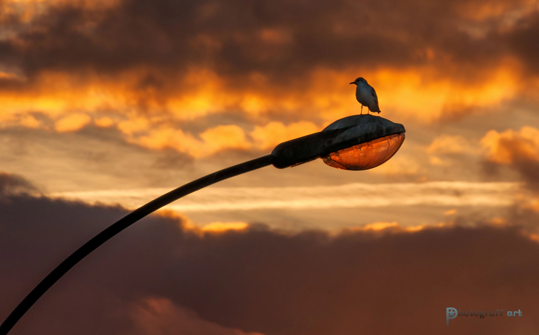 Nikon D5000 sample photo. Mouette sur lampadaire photography