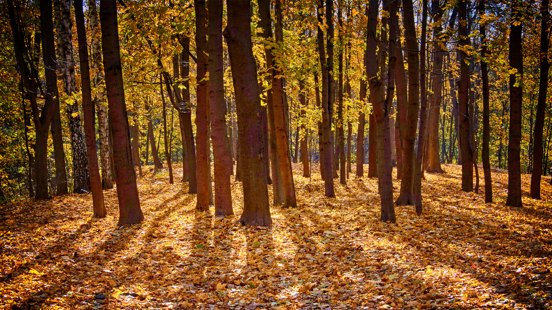 Sony SLT-A35 sample photo. В Нескучном саду photography