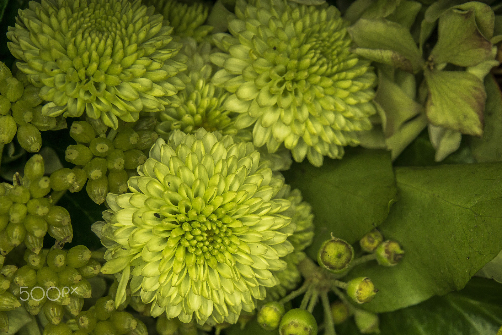 Sony ILCA-77M2 sample photo. Rhapsody in green photography