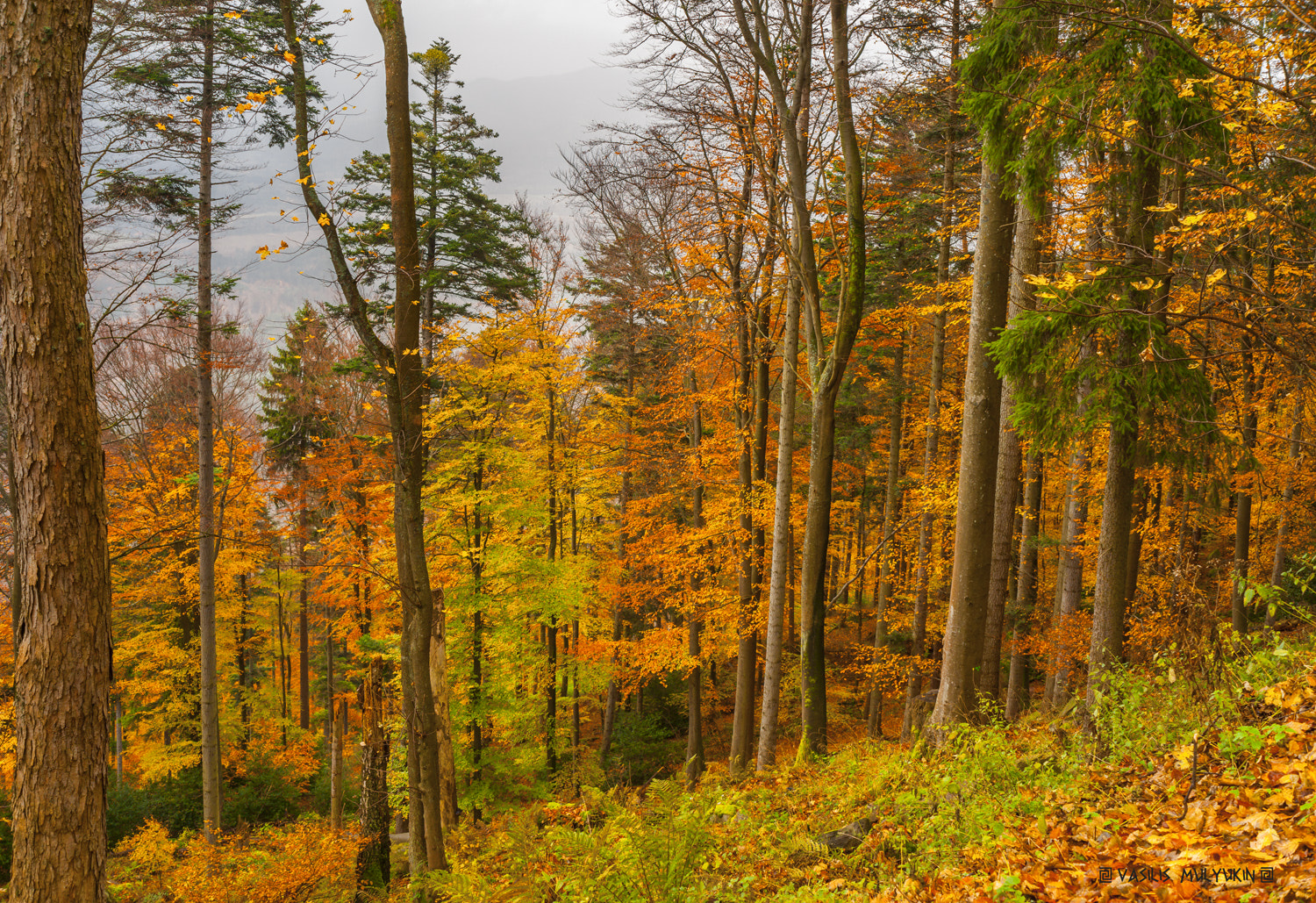 Sony Alpha DSLR-A900 + 35-70mm F4 sample photo. Alsace photography