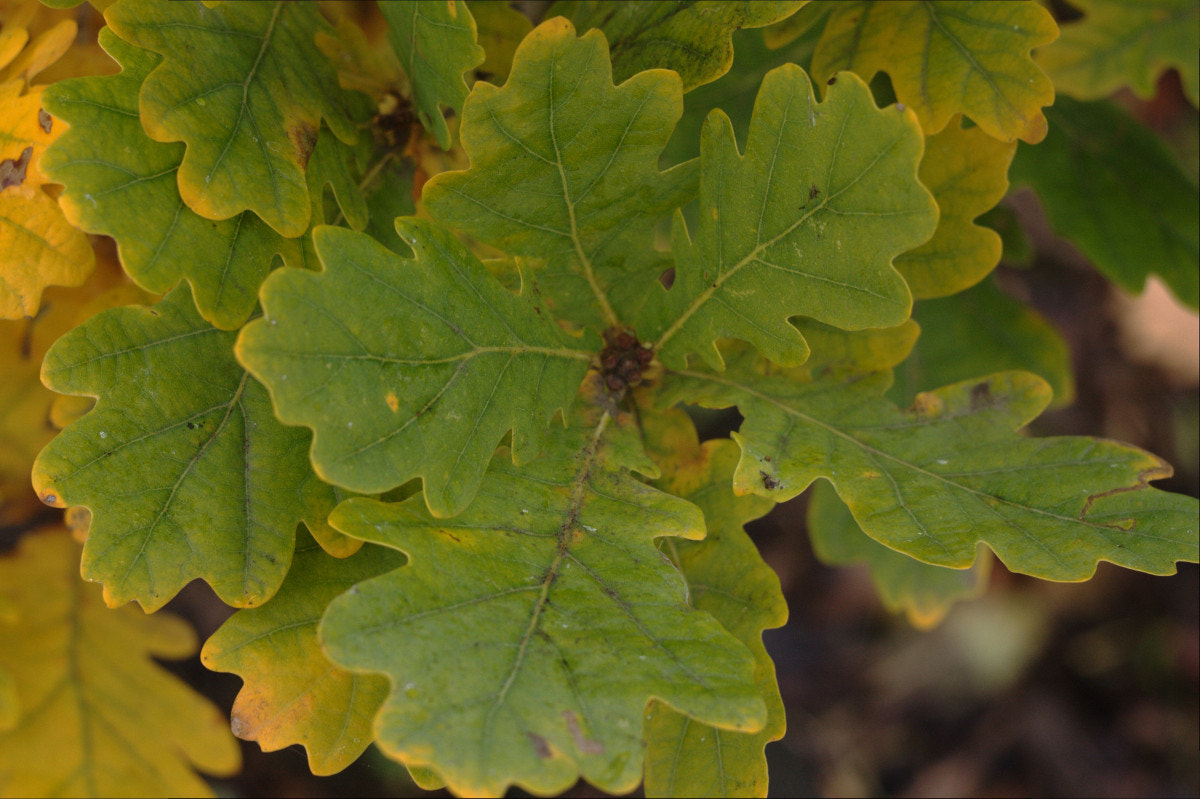Canon EF 35-80mm f/4-5.6 sample photo. Invitation photography
