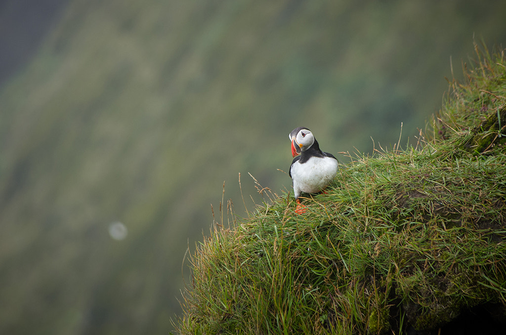 Pentax smc DA 55-300mm F4.0-5.8 ED sample photo. Unsecure puffin photography