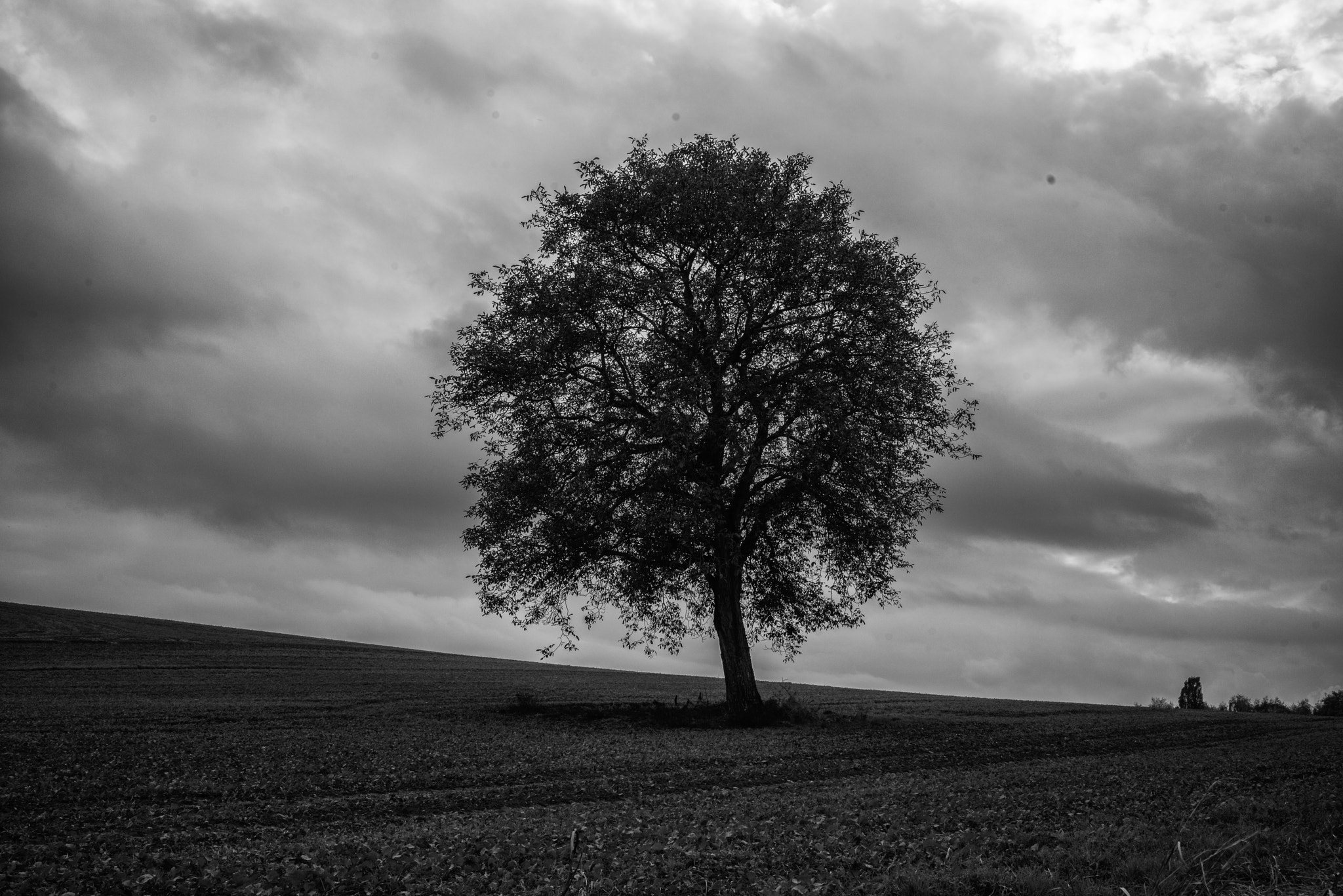 Sony a7R sample photo. Tree photography