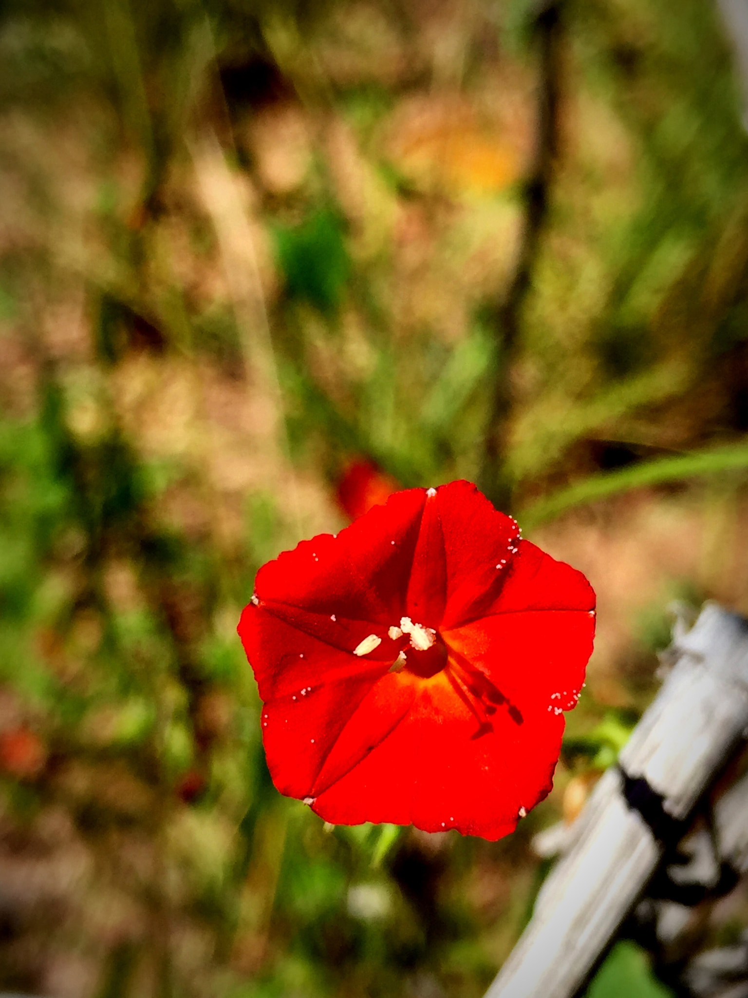 Apple iPhone7,2 sample photo. I am photography