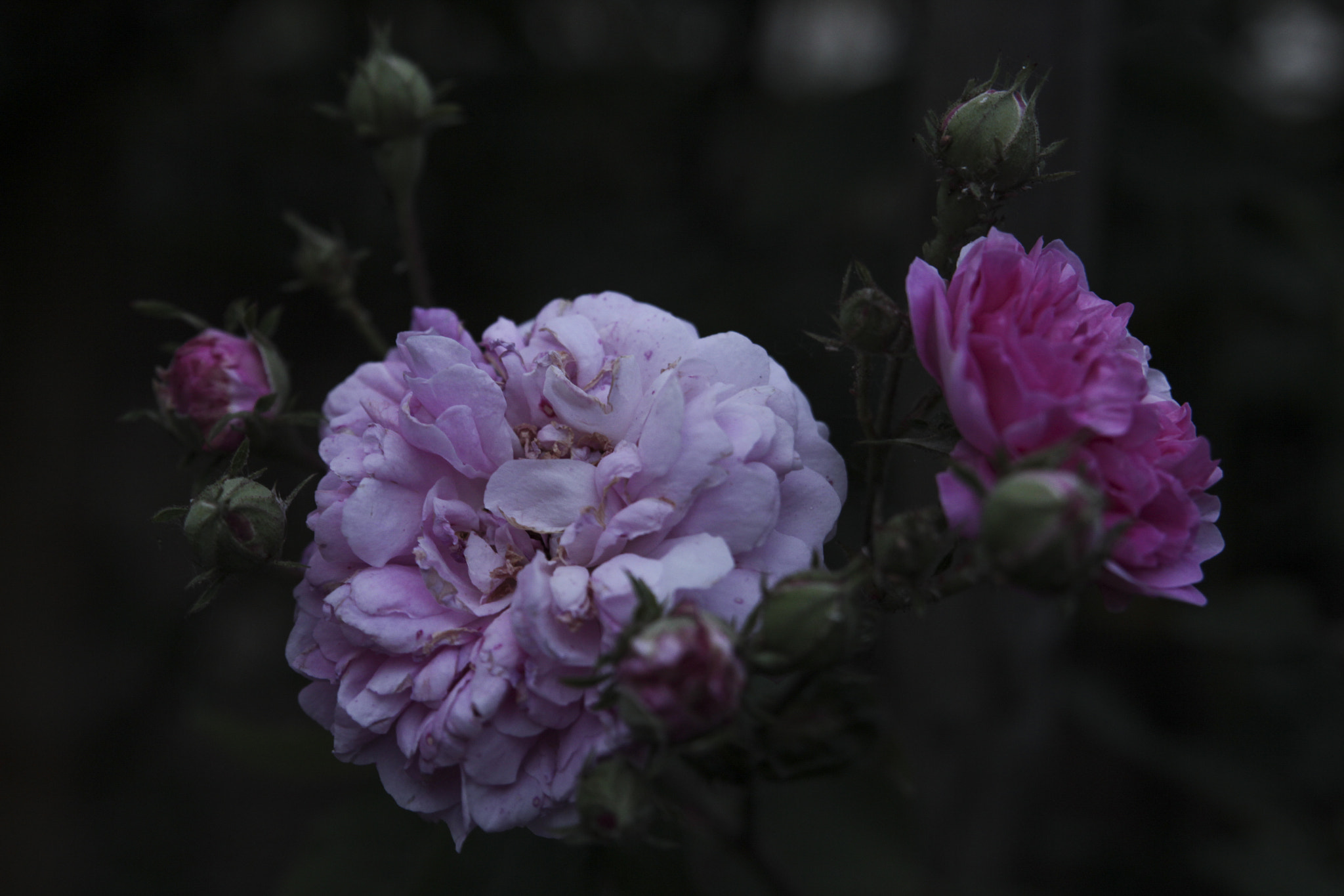 Canon EOS 650D (EOS Rebel T4i / EOS Kiss X6i) + Sigma 24-70mm F2.8 EX DG Macro sample photo. Rose in the shadow photography