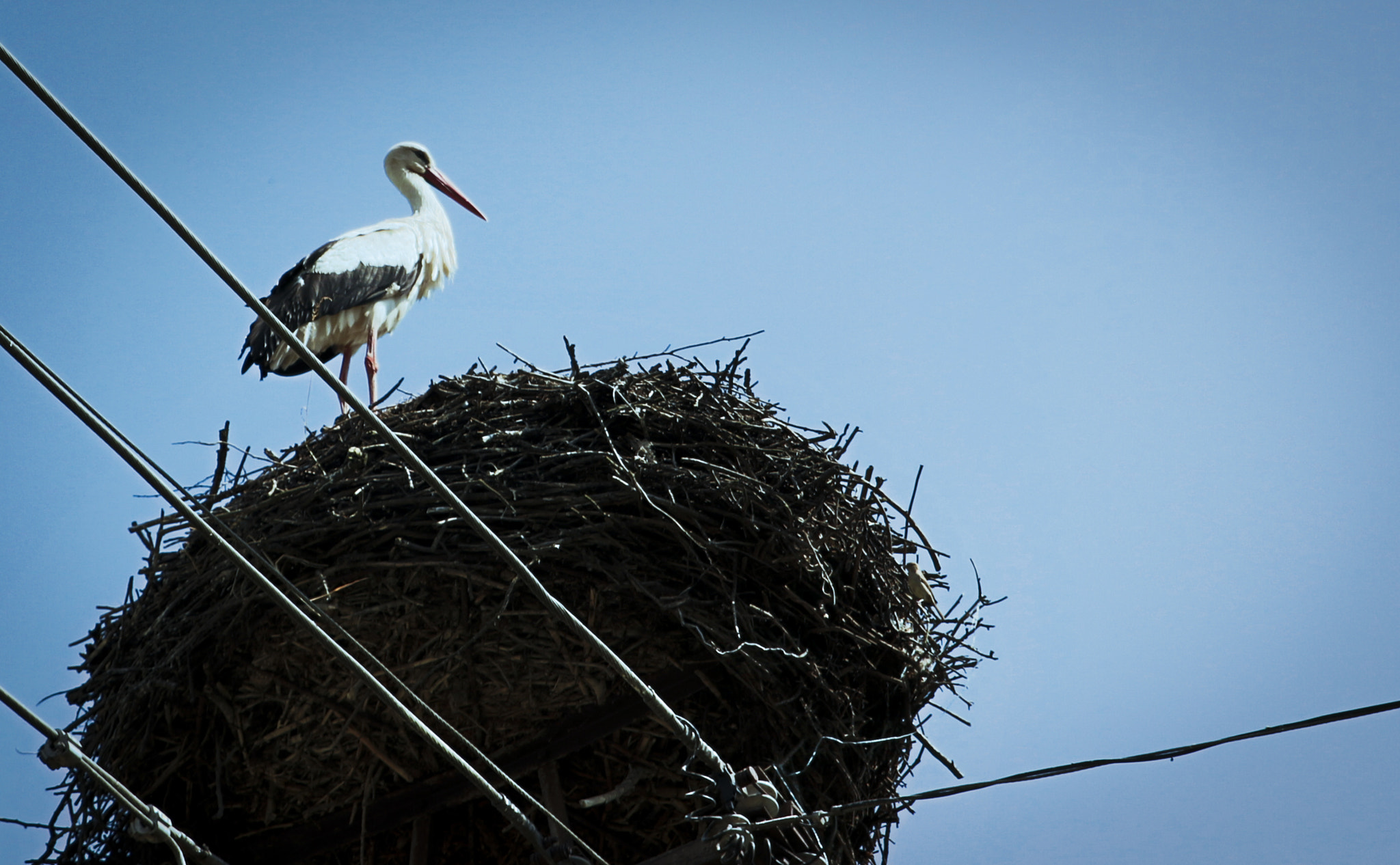 Canon EOS 650D (EOS Rebel T4i / EOS Kiss X6i) + Sigma 24-70mm F2.8 EX DG Macro sample photo. The stork photography