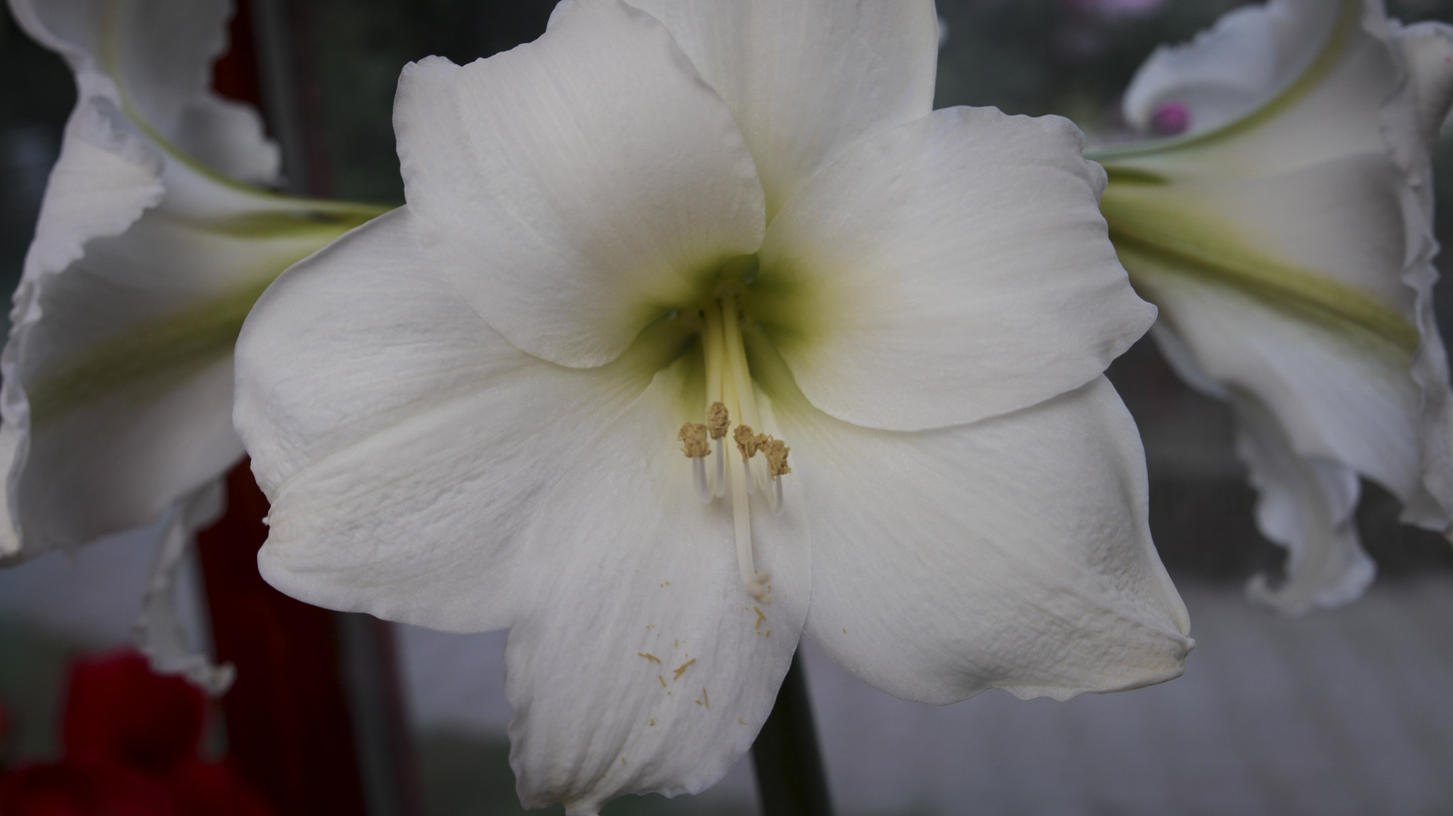 Canon EOS 650D (EOS Rebel T4i / EOS Kiss X6i) sample photo. White trumpets photography