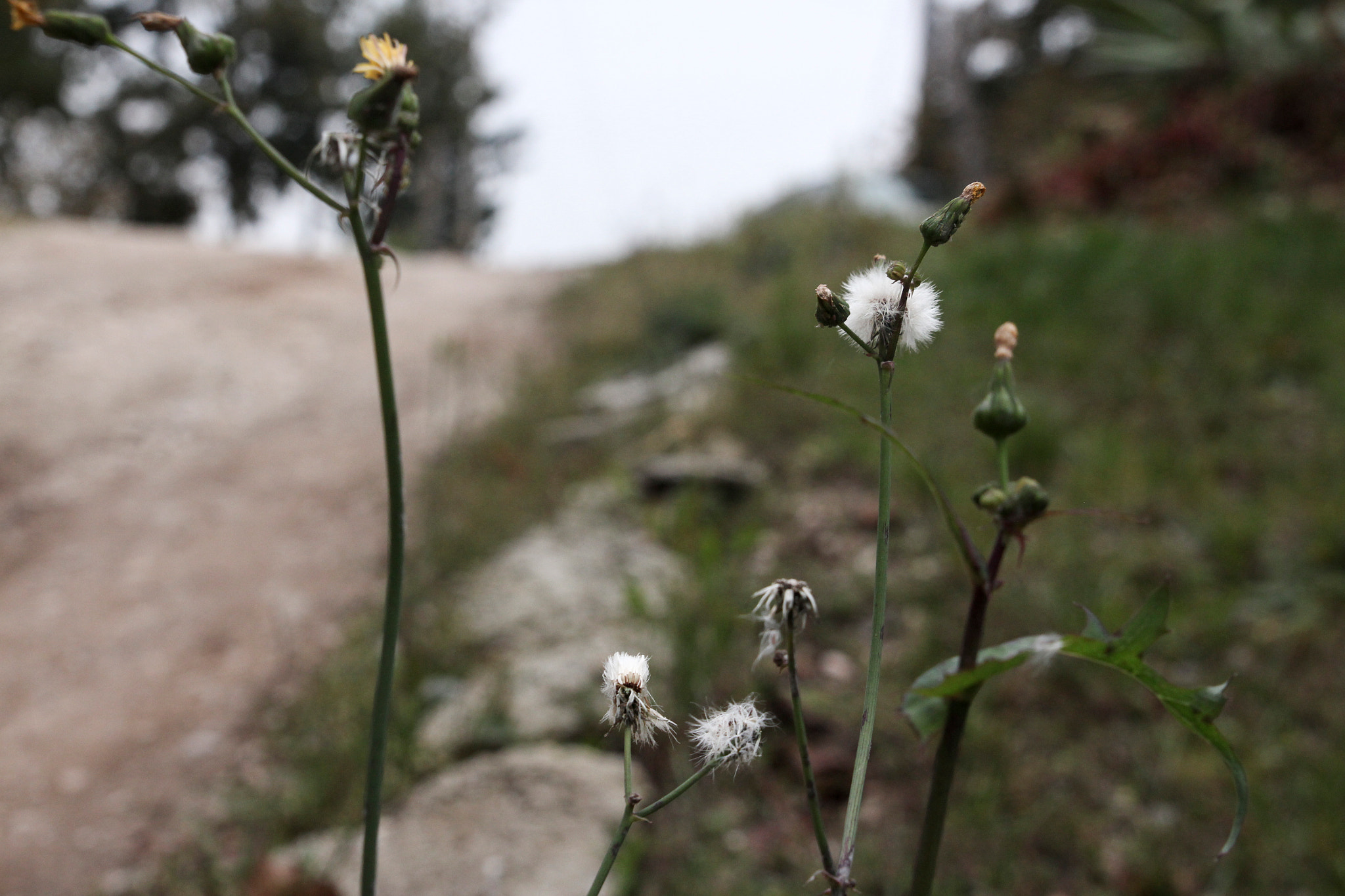 Canon EOS 650D (EOS Rebel T4i / EOS Kiss X6i) + Sigma 24-70mm F2.8 EX DG Macro sample photo. Little wish photography