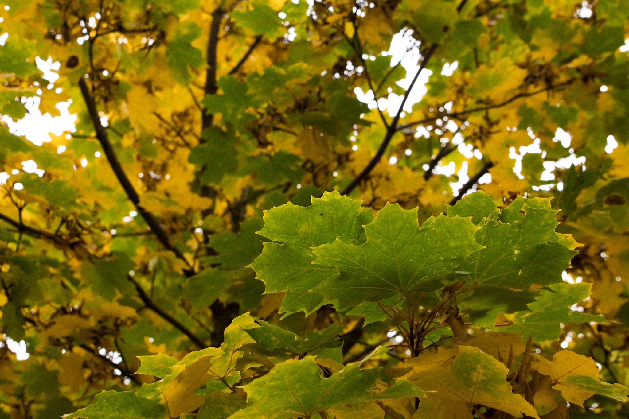 Canon EOS 650D (EOS Rebel T4i / EOS Kiss X6i) + Sigma 24-70mm F2.8 EX DG Macro sample photo. Leaves photography