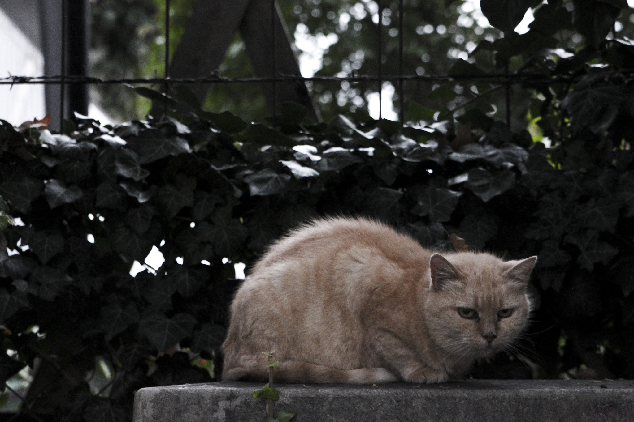 Canon EOS 650D (EOS Rebel T4i / EOS Kiss X6i) + Sigma 24-70mm F2.8 EX DG Macro sample photo. Cat photography