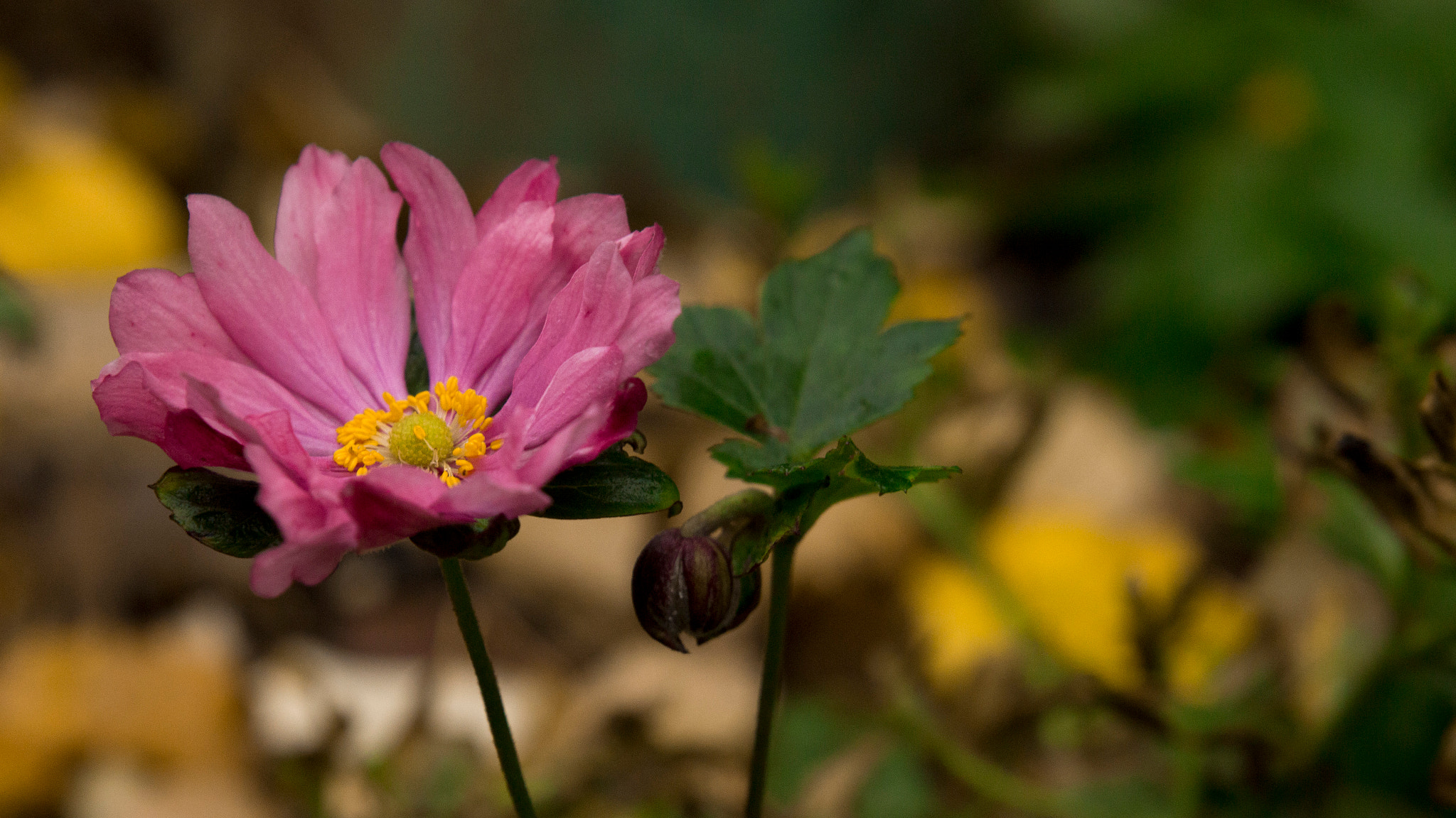 Canon EOS 650D (EOS Rebel T4i / EOS Kiss X6i) + Sigma 24-70mm F2.8 EX DG Macro sample photo. Lonely flower photography