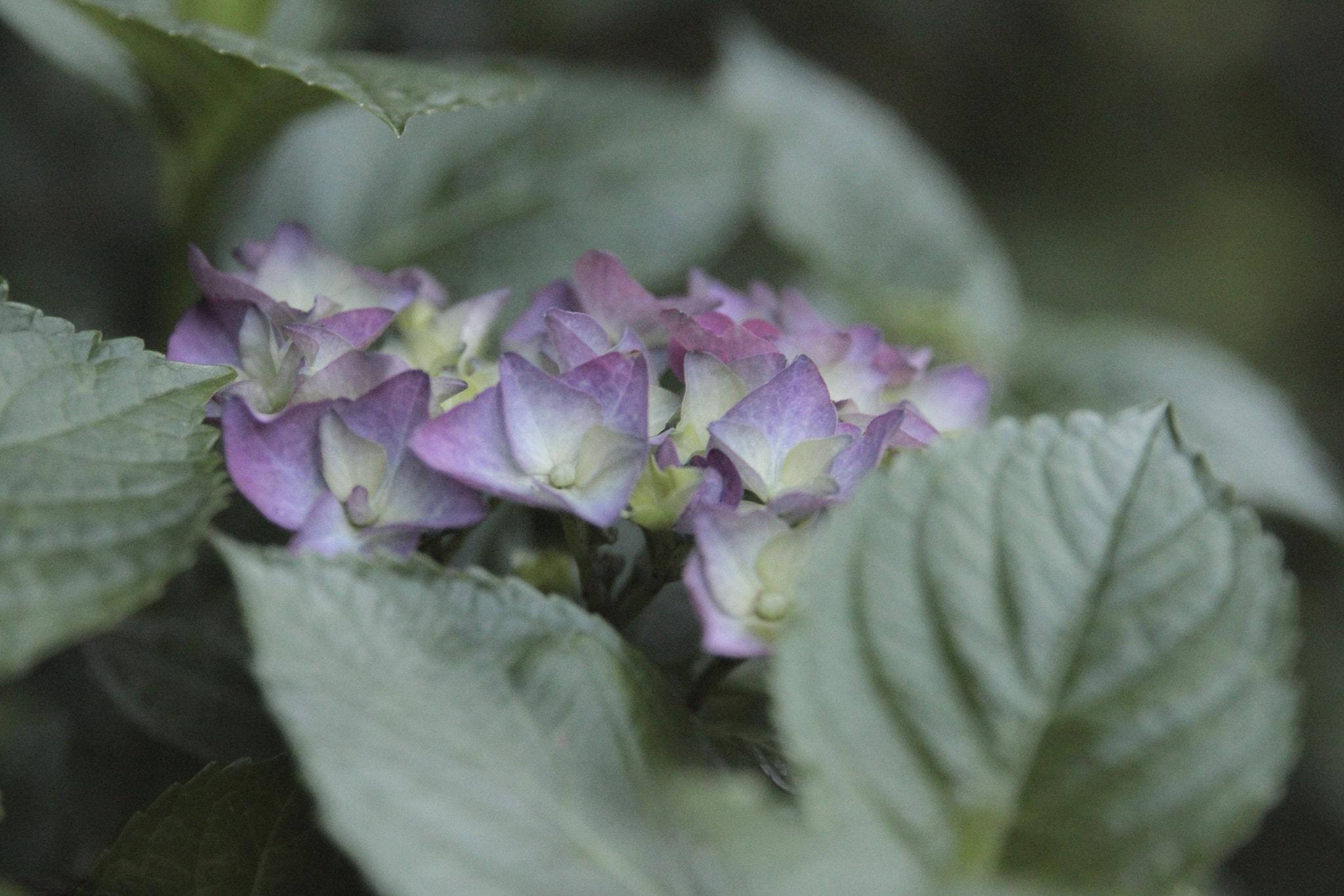 Canon EOS 650D (EOS Rebel T4i / EOS Kiss X6i) sample photo. Hydrangea photography