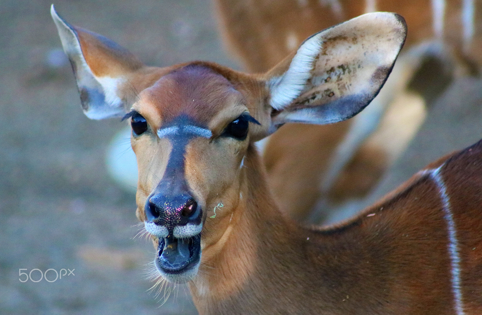 Canon EF 75-300mm f/4-5.6 USM sample photo. Nyala 8434 photography