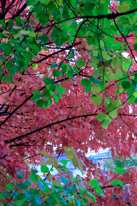 Sigma 50mm F1.4 EX DG HSM sample photo. Leaf photography