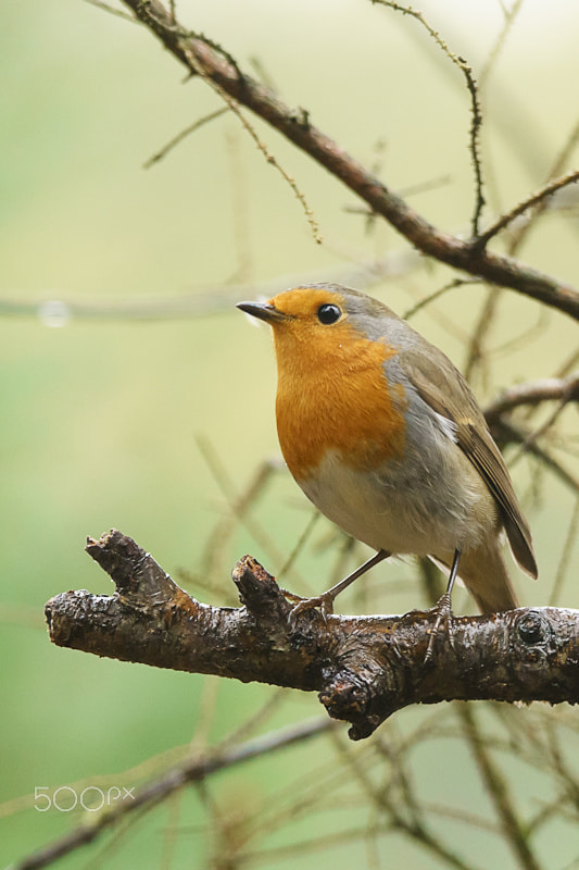 Sony ILCA-77M2 + Tamron SP 150-600mm F5-6.3 Di VC USD sample photo. Robin in the rain photography