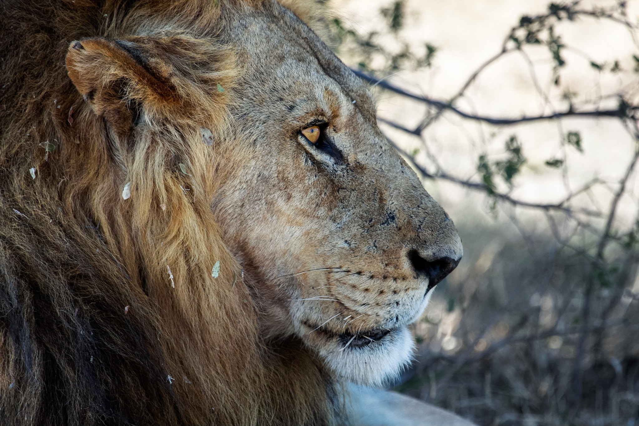 Canon EF 100-400mm F4.5-5.6L IS USM sample photo. Lion portrait photography