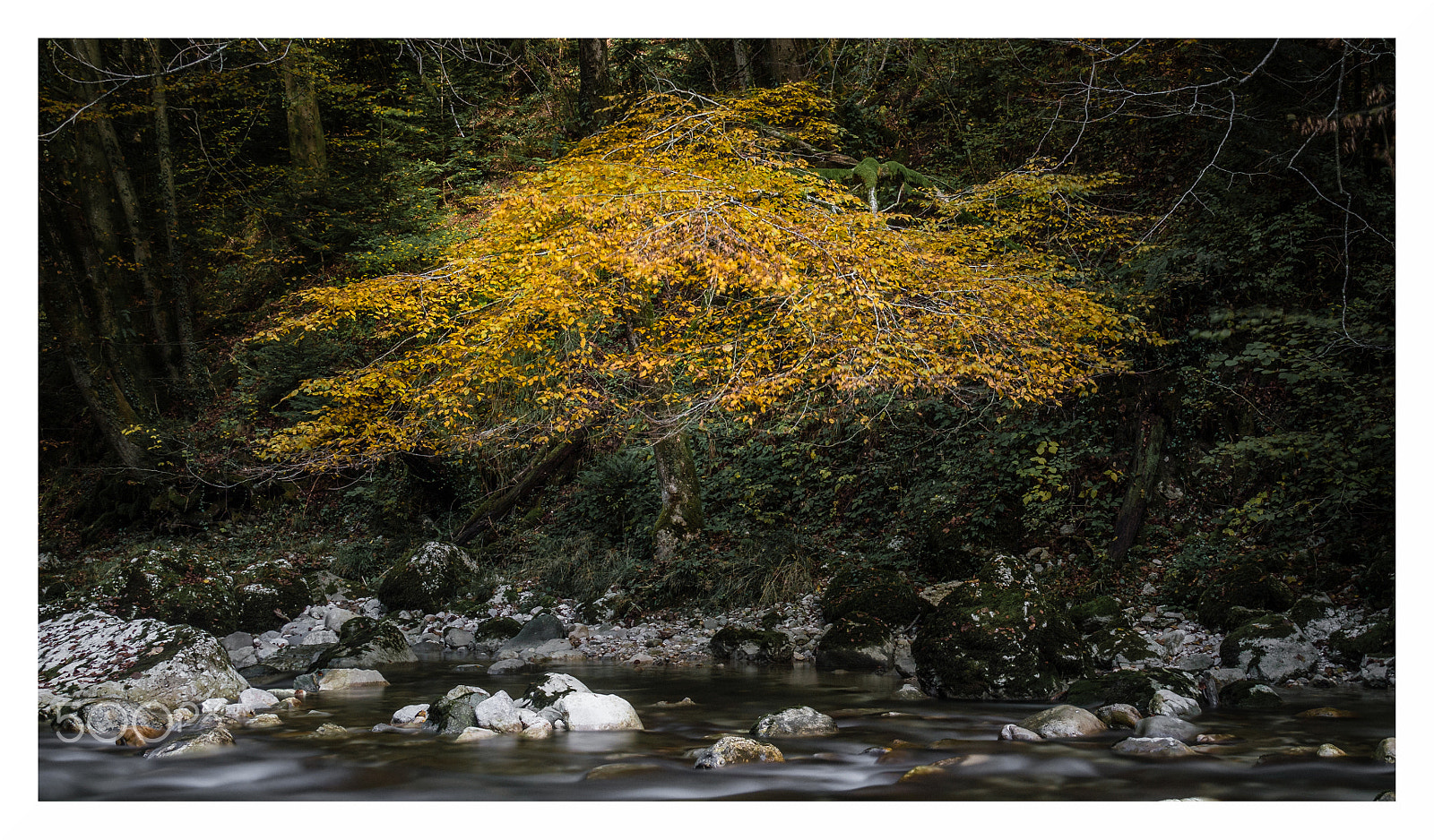 Olympus OM-D E-M10 II + Tamron 14-150mm F3.5-5.8 Di III sample photo. Yellow leaves photography