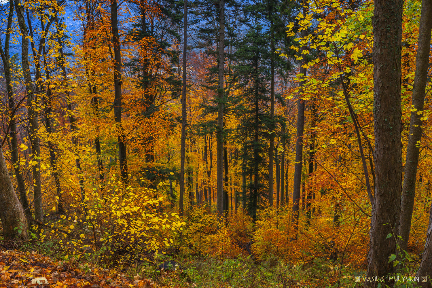 Sony Alpha DSLR-A900 + 35-70mm F4 sample photo. Alsace .. photography