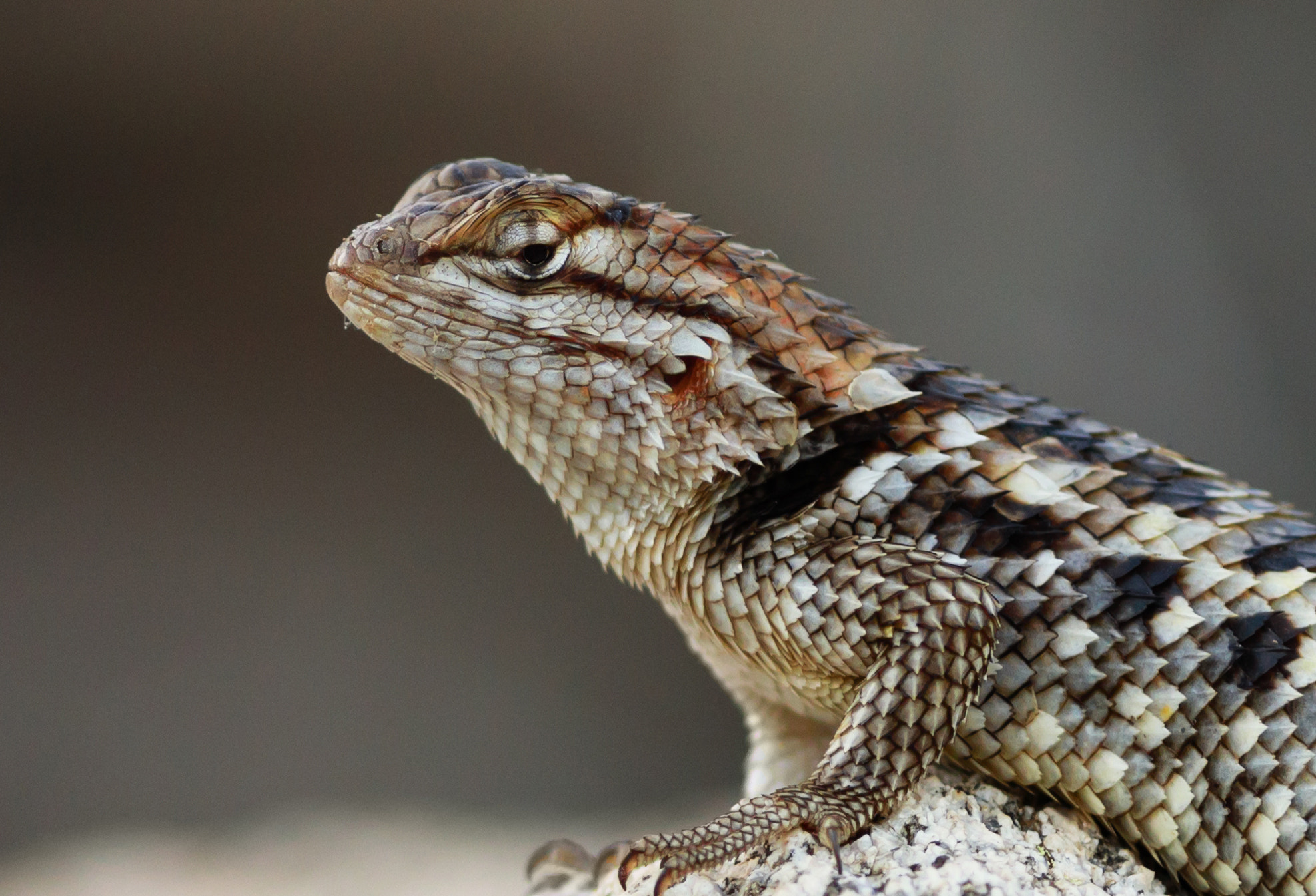 Canon EOS 5D Mark IV + Canon EF 300mm F4L IS USM sample photo. Desert spiny lizard photography