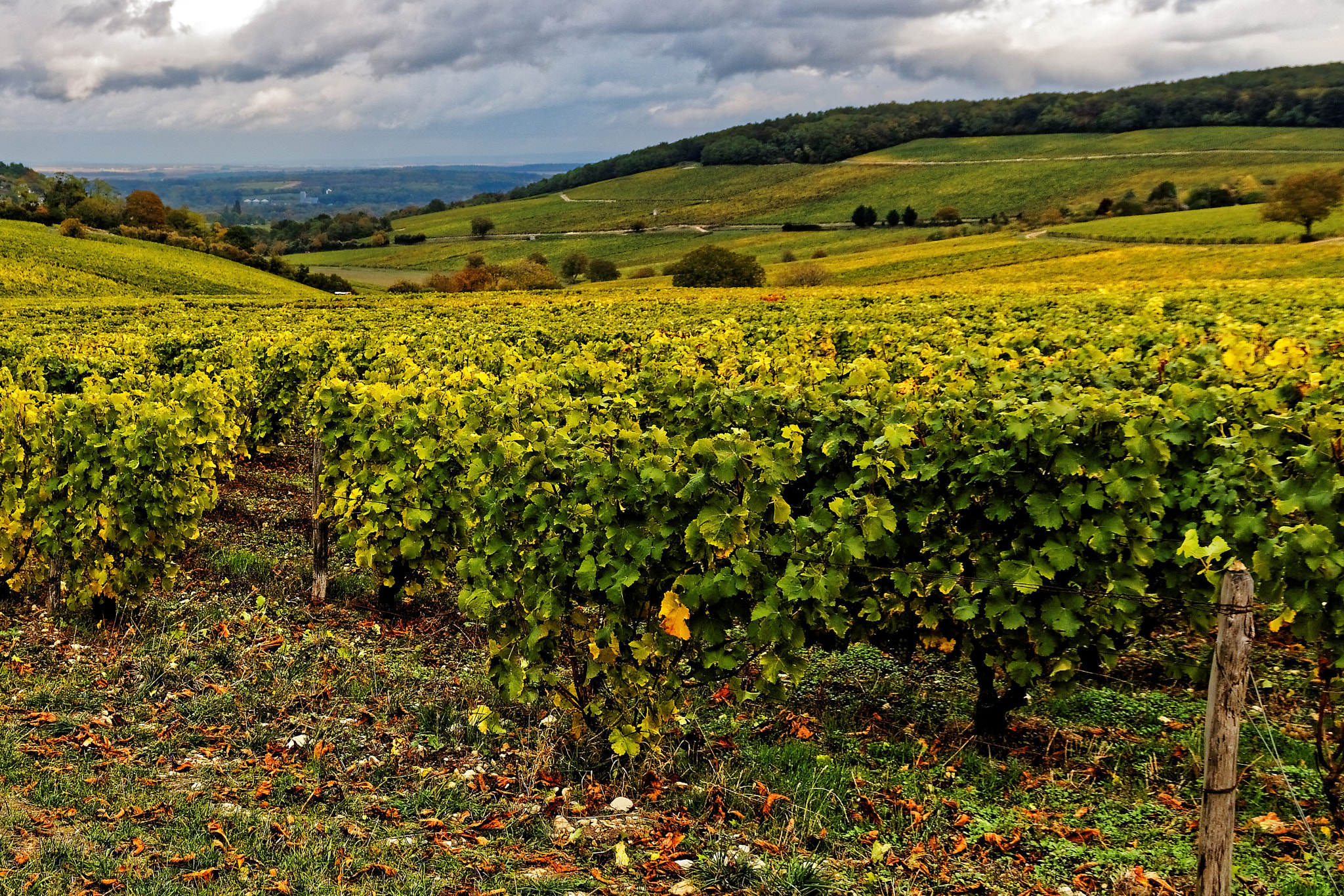 Sigma 17-70mm F2.8-4 DC Macro OS HSM sample photo. Le vignoble de sancerre photography