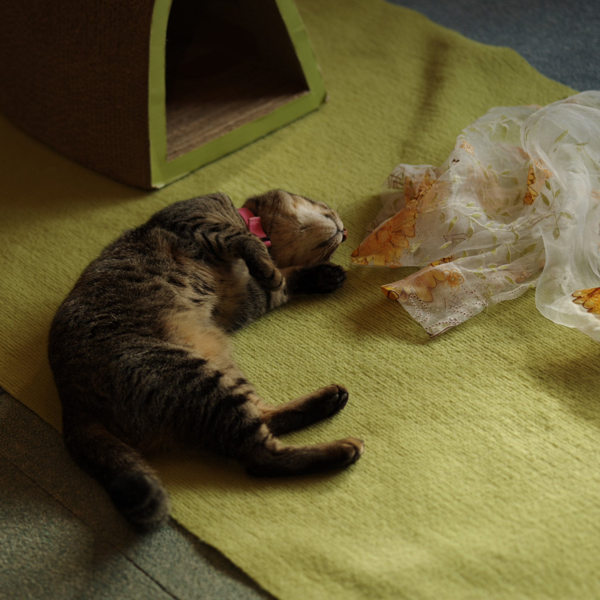 Pentax 645Z + smc PENTAX-FA 645 Macro 120mm F4 sample photo. Comfy photography