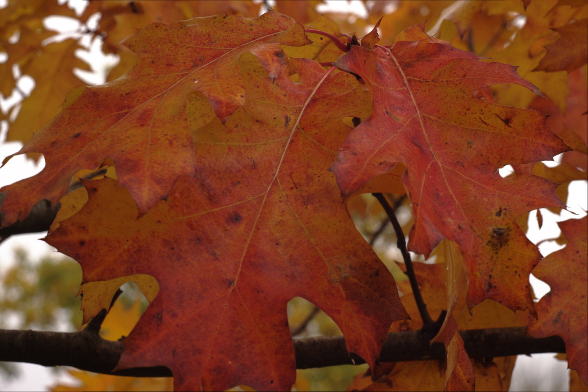 Canon EF 35-80mm f/4-5.6 sample photo. Red leaves photography