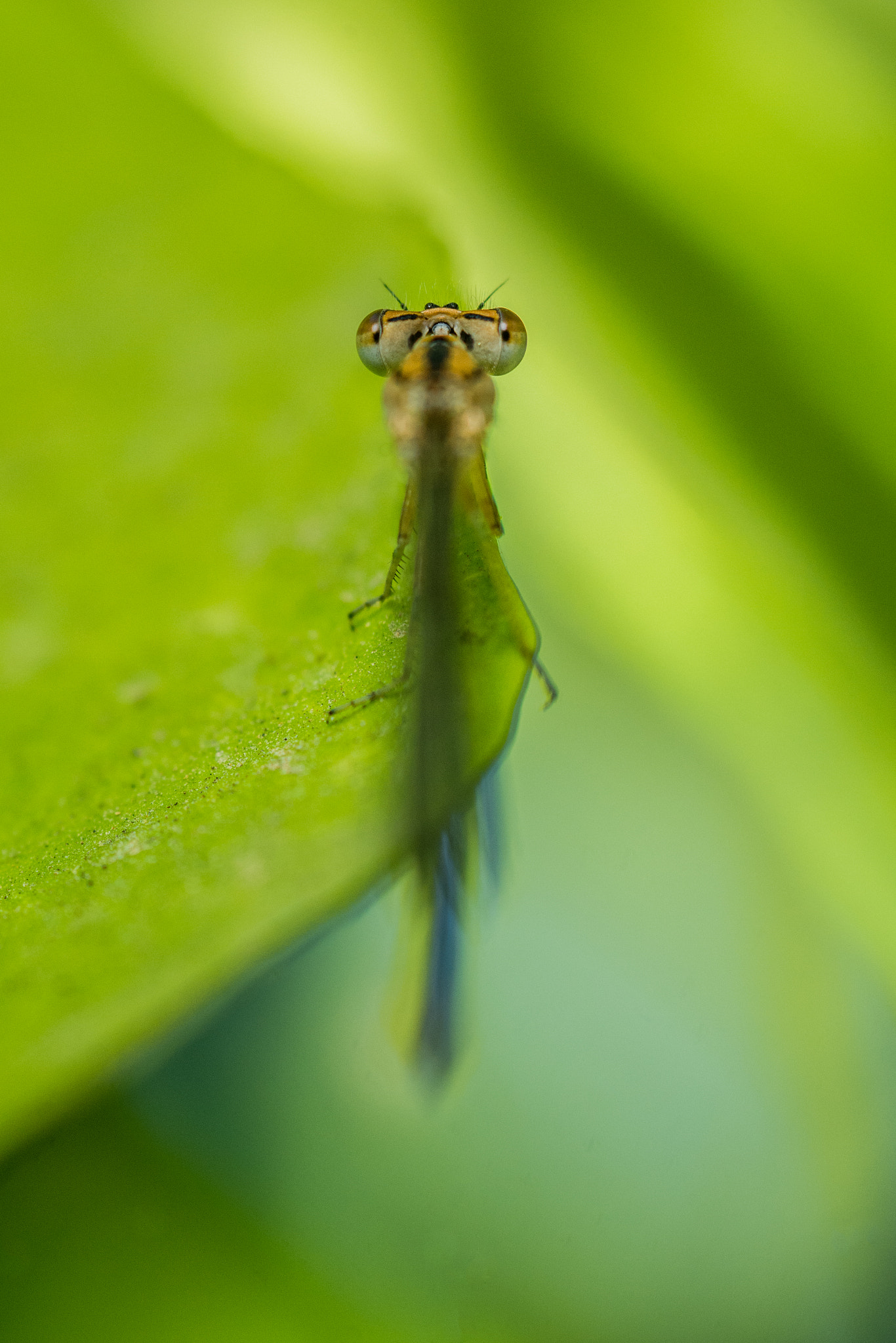 Nikon D7100 + Sigma 105mm F2.8 EX DG Macro sample photo. Dsc photography