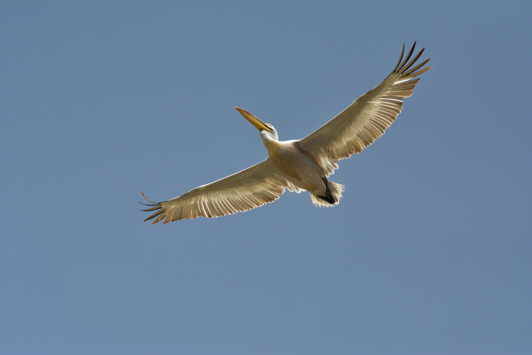 Nikon D5200 + PC Micro-Nikkor 85mm f/2.8D sample photo. Pelecanus crispus πελεκάνος photography