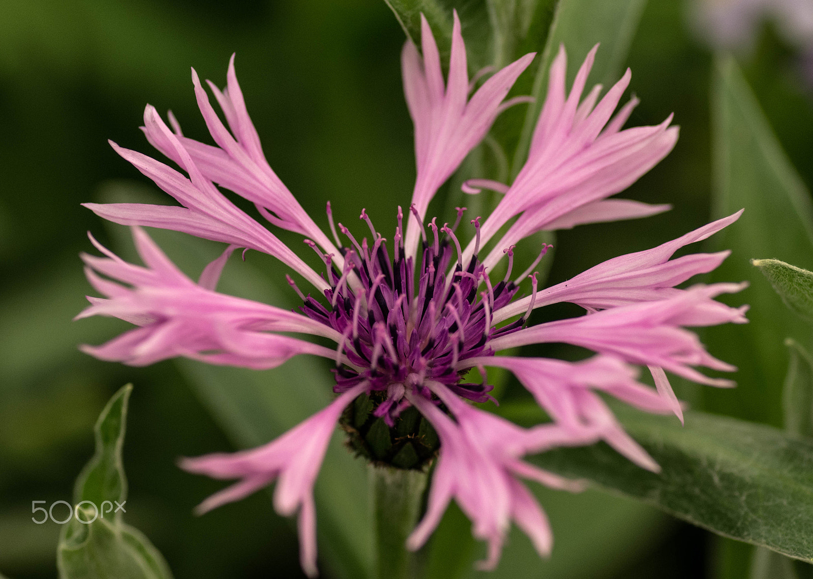 Pentax smc D-FA 100mm F2.8 Macro WR sample photo. Igp photography