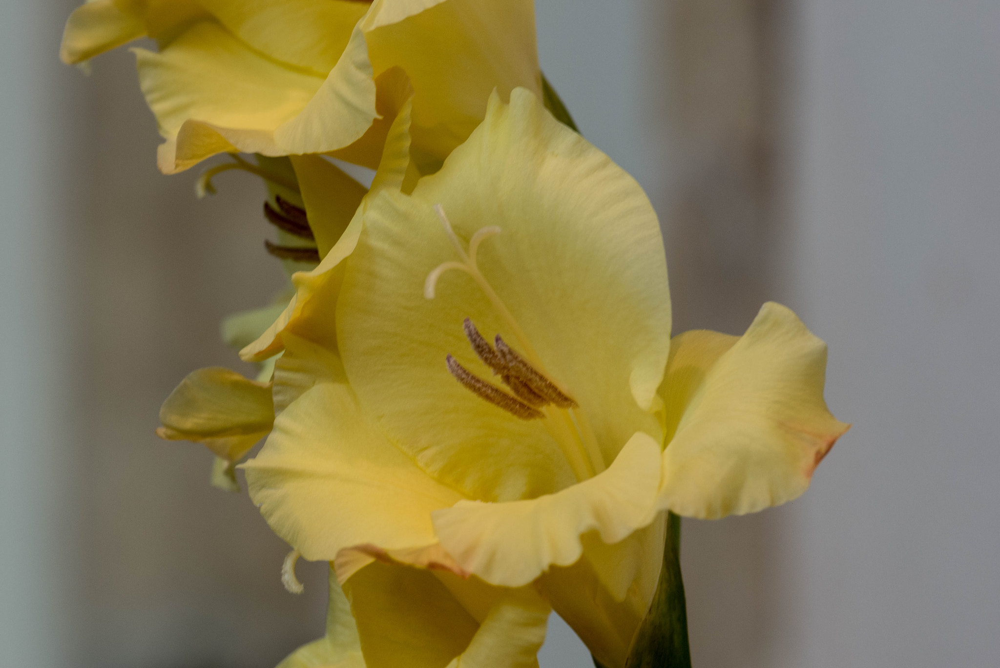 Pentax smc D-FA 100mm F2.8 Macro WR sample photo. Igp photography