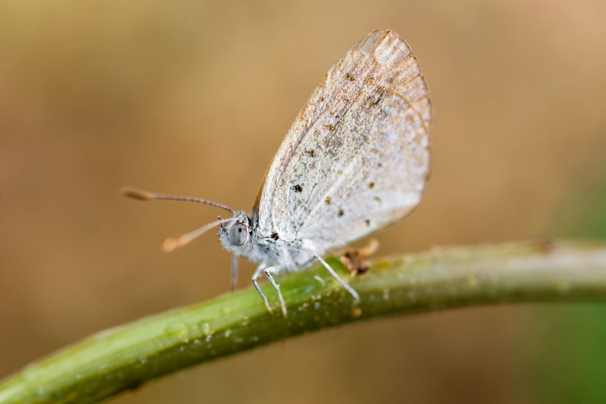 Nikon D7100 + Sigma 105mm F2.8 EX DG Macro sample photo. Dsc photography