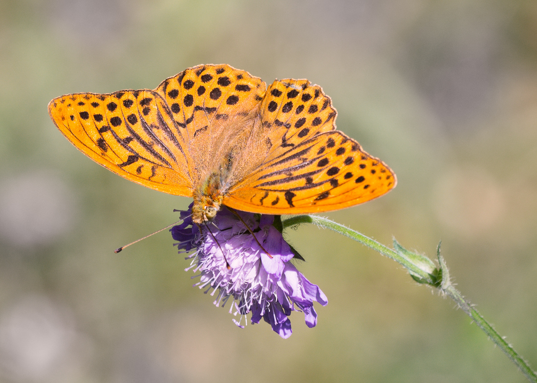 Sigma 150mm F2.8 EX DG OS Macro HSM sample photo. Male silver-washed fritillary photography