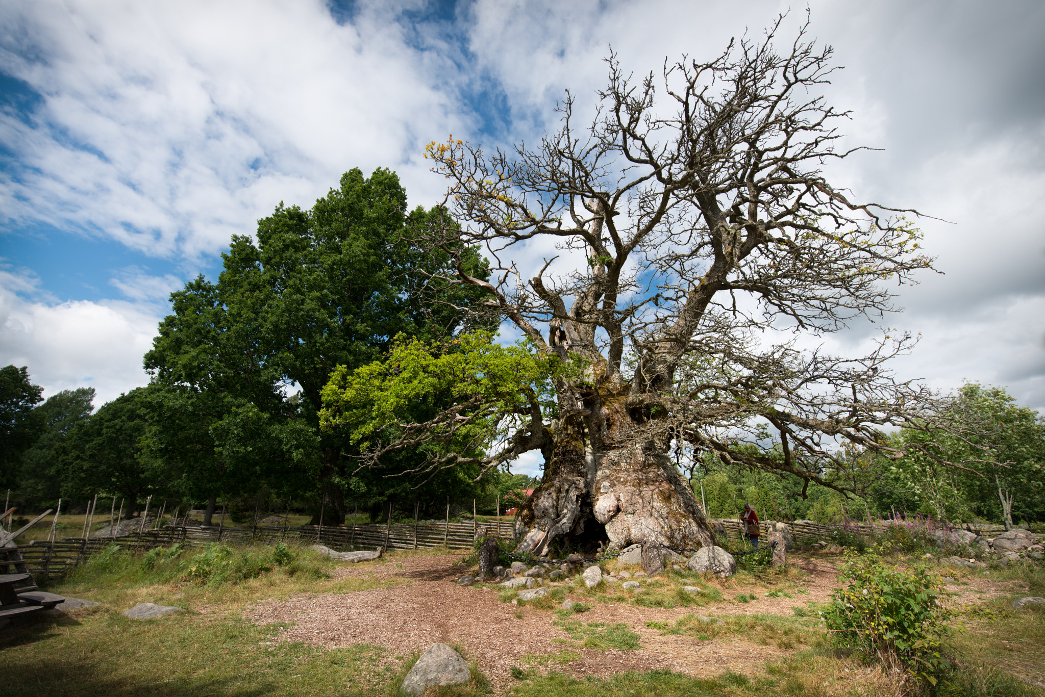 Nikon D800E sample photo. Kvilleken - oldest oak tree in northern europe photography
