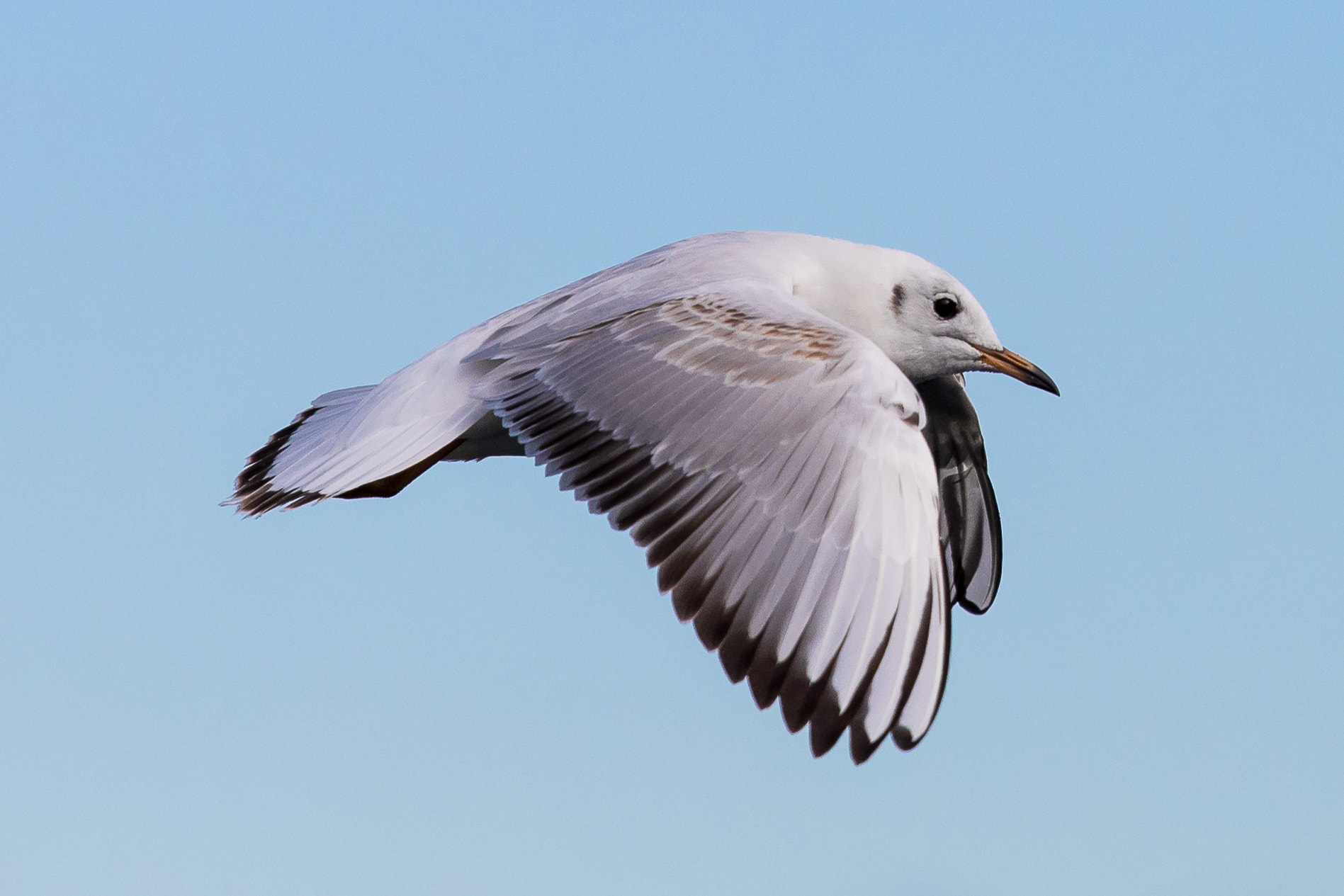 Canon EF 70-200mm F4L IS USM sample photo. Mouette rieuse juvénile  photography