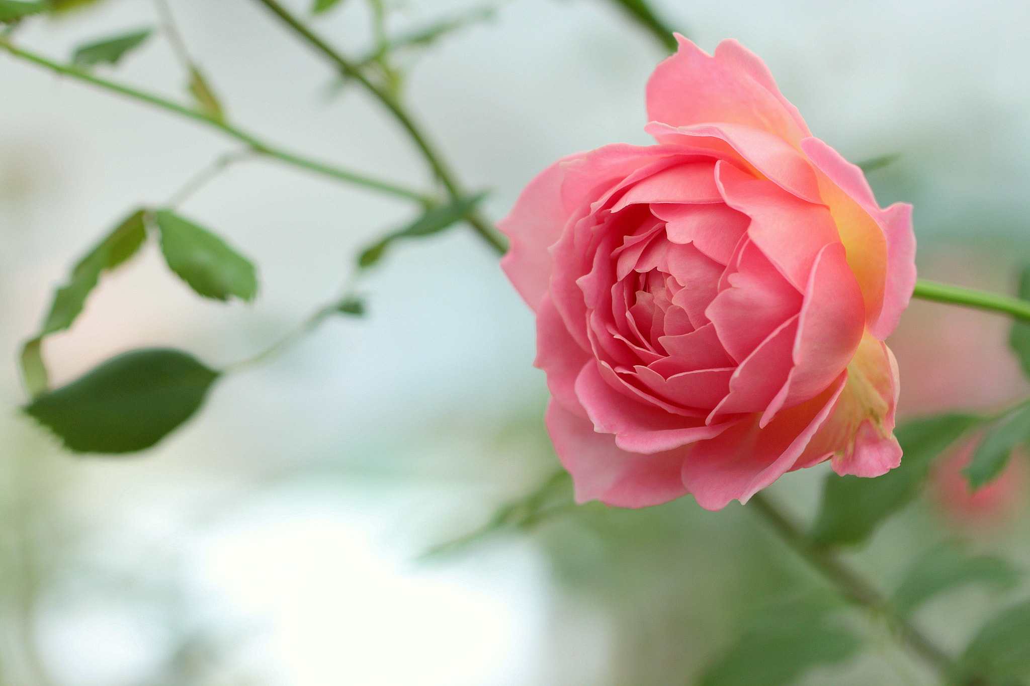 Canon EOS 650D (EOS Rebel T4i / EOS Kiss X6i) sample photo. In the rain photography