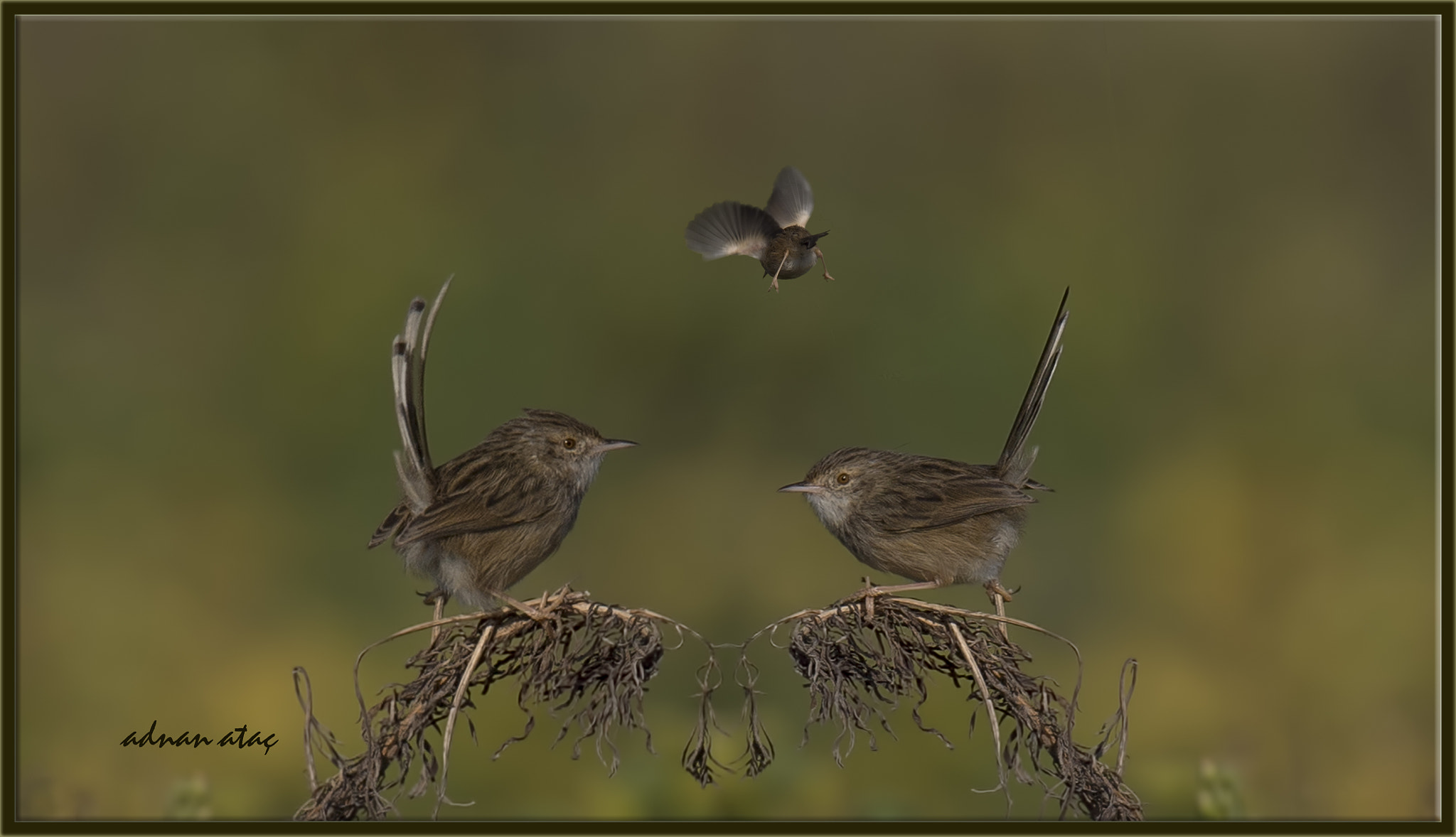 Sigma 150-600mm F5-6.3 DG OS HSM | S sample photo. Dikkuyruklu ötleğen - graceful prinia - prinia gracilis photography