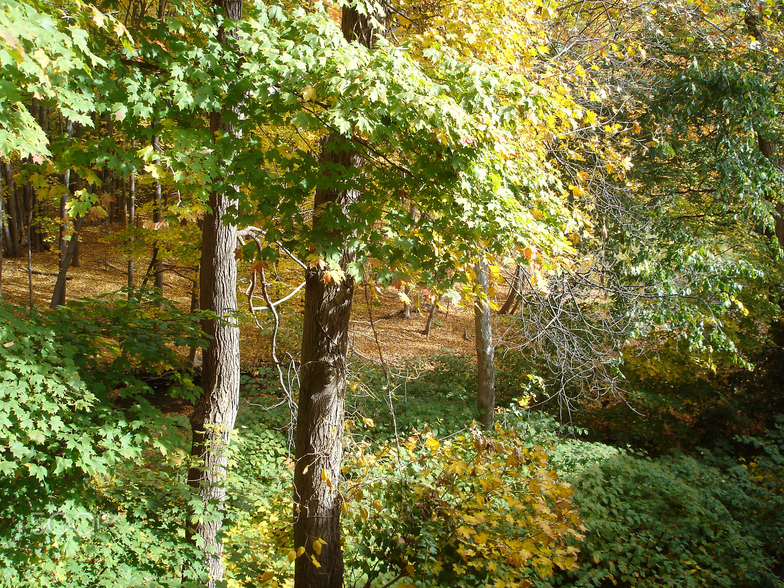 Sony DSC-P100 sample photo. Trees holding hands, chatting photography