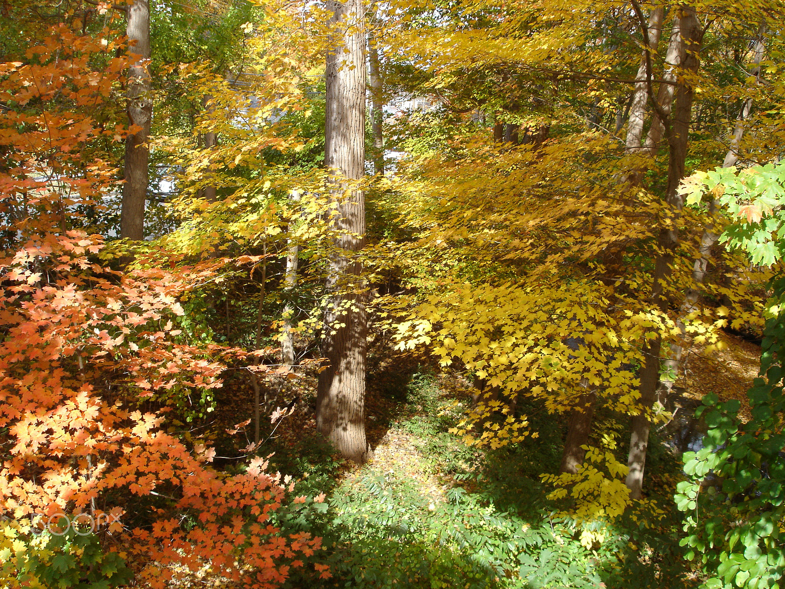 Sony DSC-P100 sample photo. New england forest in the fall photography