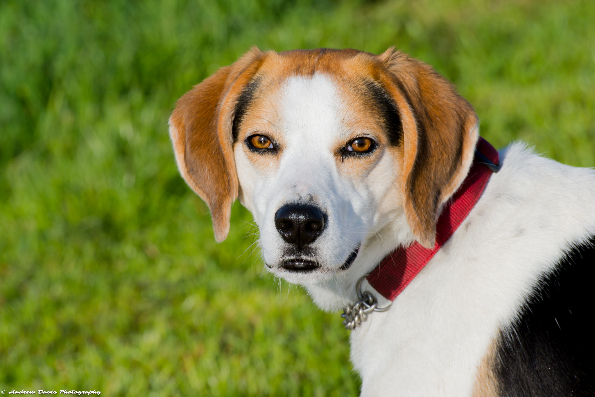 Sigma 70-300mm F4-5.6 APO DG Macro sample photo. Walking beagle photography