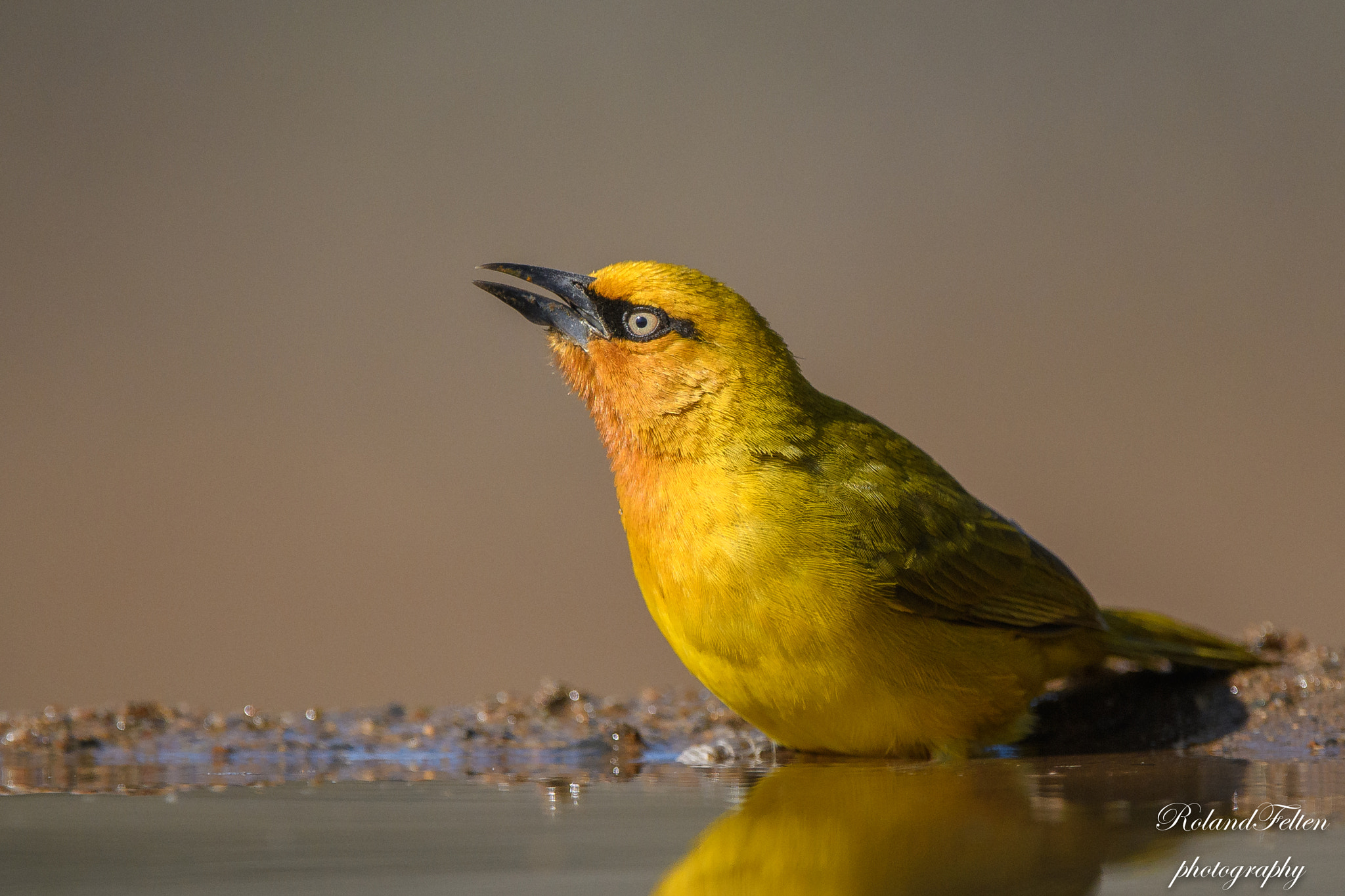 Nikon D500 sample photo. Spectacled weaver photography
