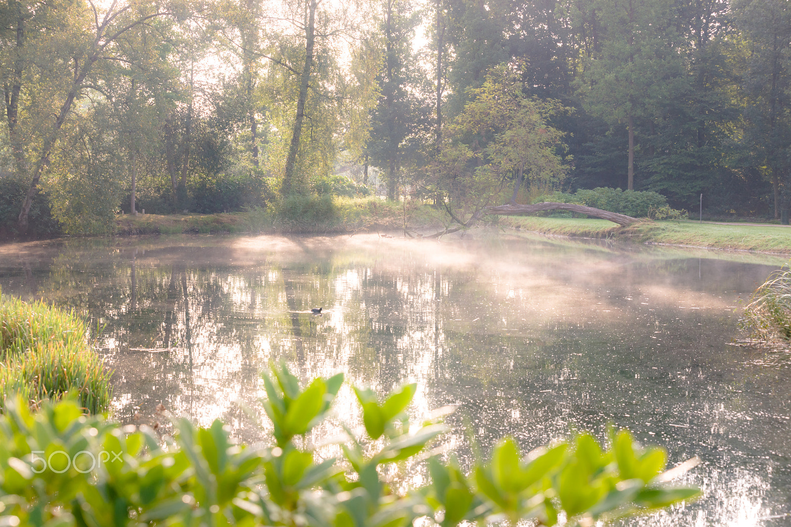 Sony Alpha DSLR-A900 sample photo. Early morning nature scene of pond and trees in park photography