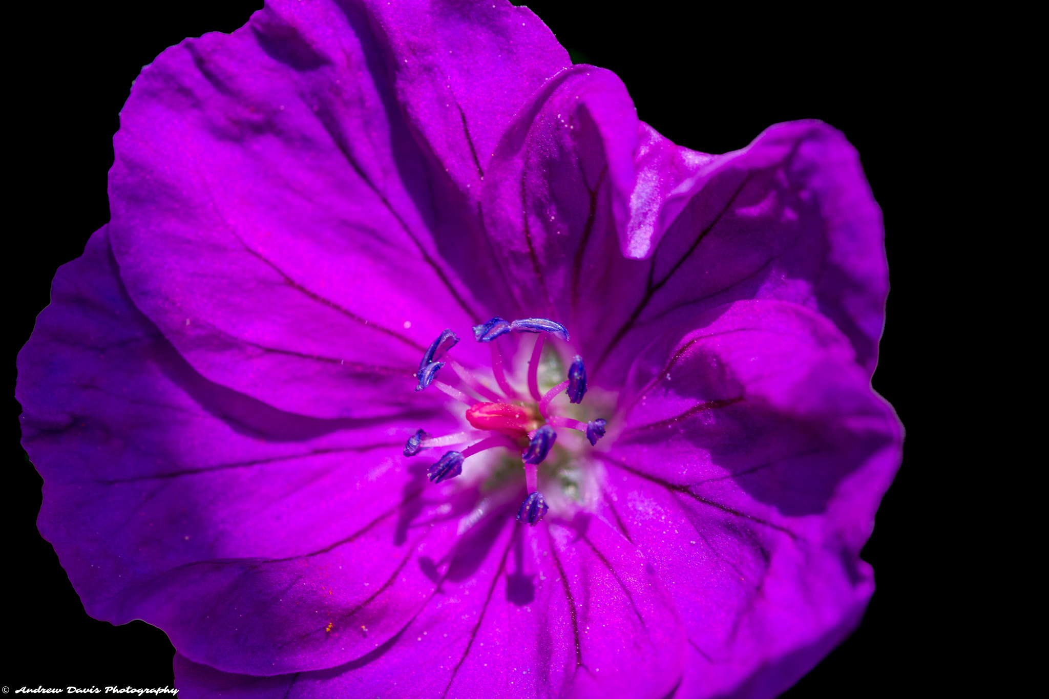 Nikon D7200 + Tokina AT-X Pro 100mm F2.8 Macro sample photo. Purple flower photography