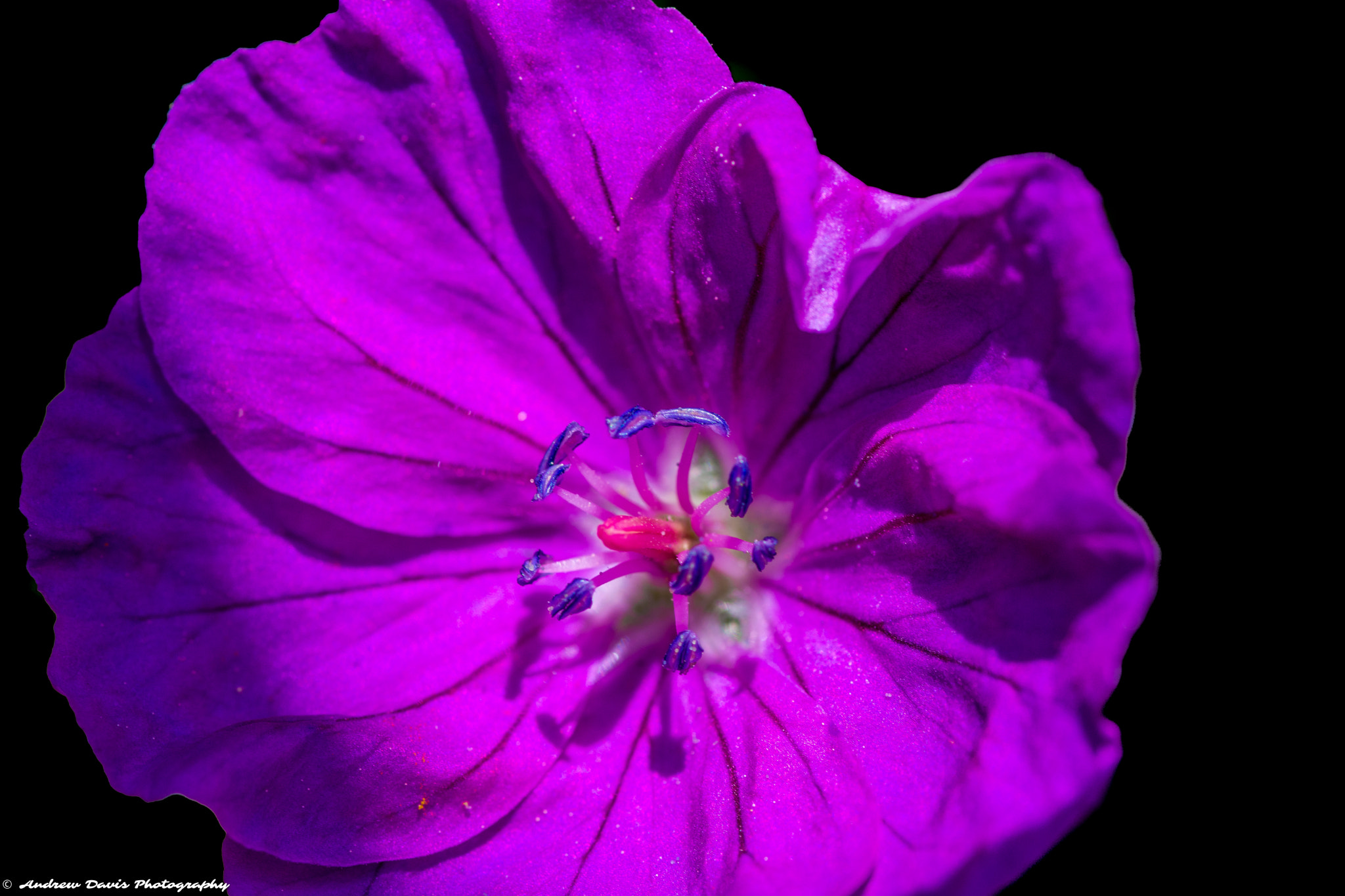 Tokina AT-X Pro 100mm F2.8 Macro sample photo. Purple flower photography