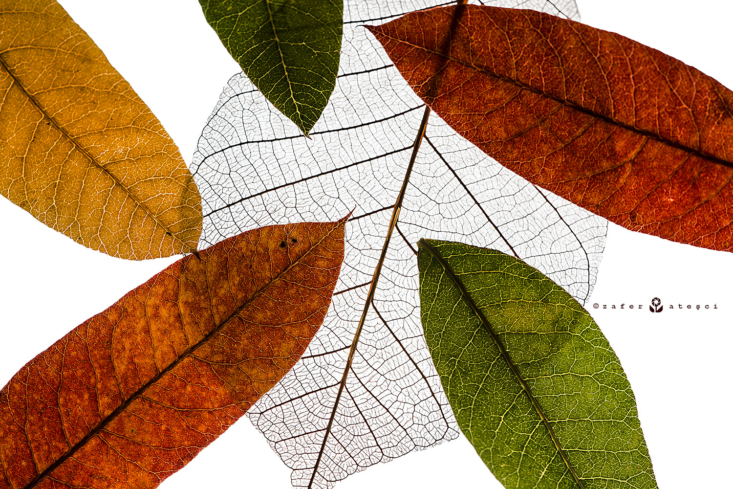 Sigma 150mm F2.8 EX DG Macro HSM sample photo. Leaves photography